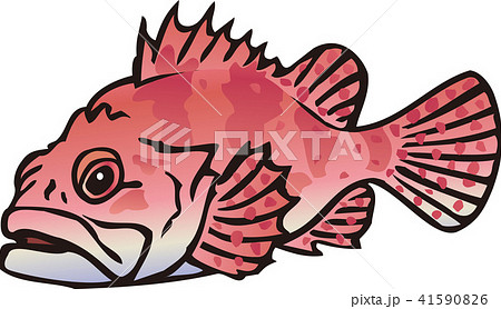 オニカサゴ オニカサゴ 41590826