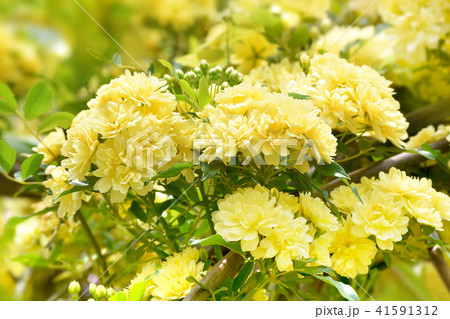 モッコウバラ 41591312