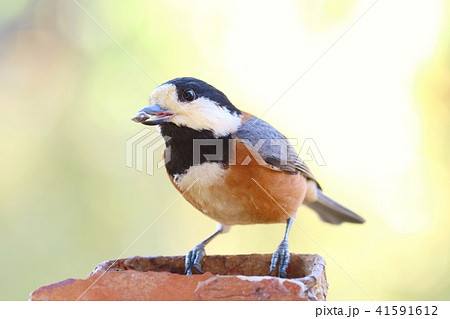 ヤマガラ　身近な野鳥　黄色背景 41591612