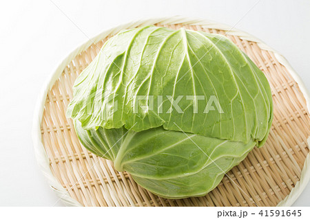 キャベツ キャベツ 41591645