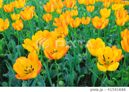 チューリップ（ザ・グレゴールミズノ） 41591686