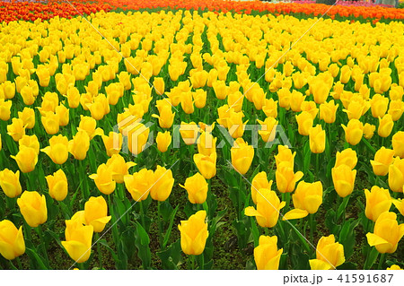 チューリップ（ストロングゴールド） 41591687