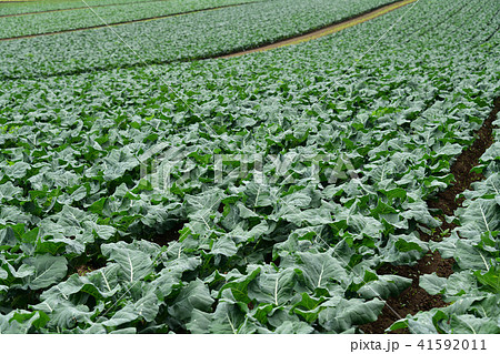 北海道乙部町のブロッコリー畑の初夏の風景を撮影の写真素材