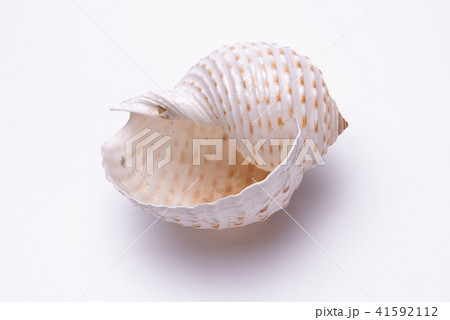 snail shells isolated on white background. snail shells isolated on white background. 41592112