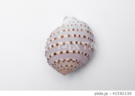 snail shells isolated on white background. snail shells isolated on white background. 41592130
