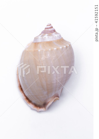 snail shells isolated on white background. snail shells isolated on white background. 41592151