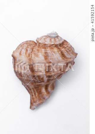 snail shells isolated on white background. 41592154