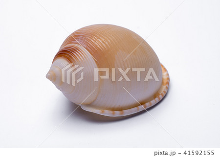 snail shells isolated on white background. snail shells isolated on white background. 41592155