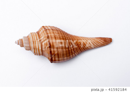 snail shells isolated on white background. 41592184