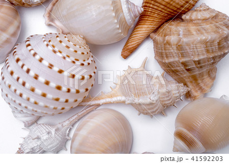 Seashell collection isolated on white background. Seashell collection isolated on white background. 41592203