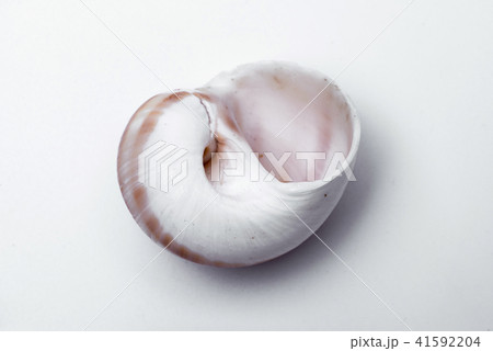 snail shells isolated on white background. snail shells isolated on white background. 41592204