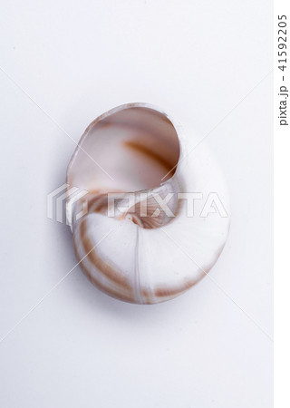 snail shells isolated on white background. 41592205