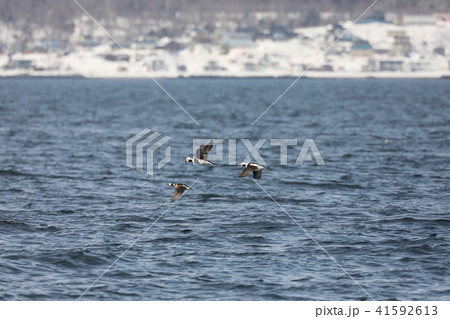 コオリガモの飛翔 コオリガモの飛翔 41592613