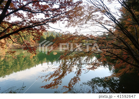 南伊奈ヶ湖の紅葉 南伊奈ヶ湖の紅葉 41592647