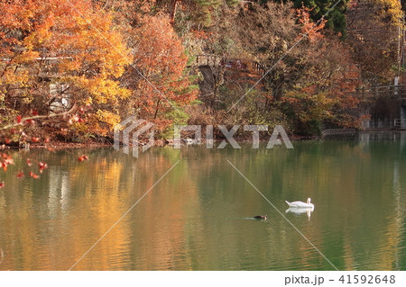 南伊奈ヶ湖の紅葉 南伊奈ヶ湖の紅葉 41592648
