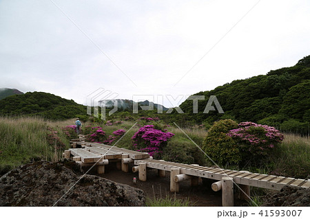 くじゅう連山の雨ヶ池 くじゅう連山の雨ヶ池 41593007