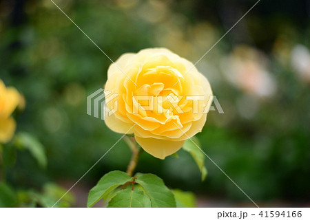 バラ 41594166