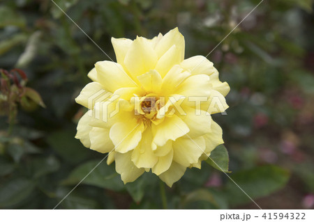 荒尾市　おもやい市民花壇　バラの花、 41594322