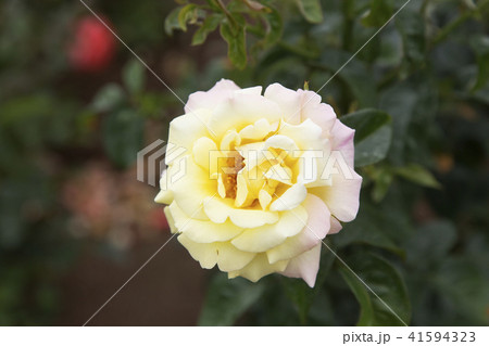荒尾市　おもやい市民花壇　バラの花、 41594323