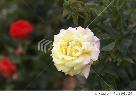 荒尾市　おもやい市民花壇　バラの花、 41594324