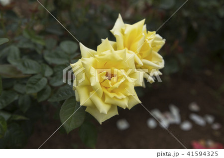 荒尾市　おもやい市民花壇　バラの花、 41594325