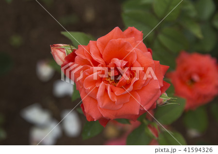 荒尾市　おもやい市民花壇　バラの花、 41594326