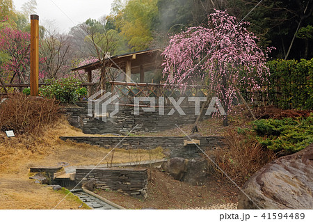 静岡県熱海市 曽我梅林 静岡県熱海市 曽我梅林 41594489