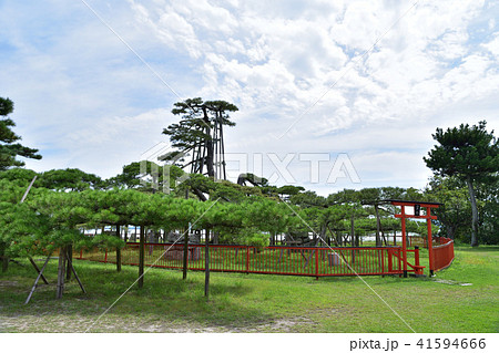 近江八景・唐崎の松 41594666