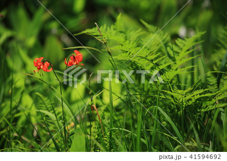 クルマユリ 41594692