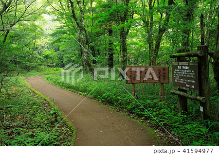 大分県 初夏の男池園地 大分県 初夏の男池園地 41594977
