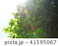 梅雨の晴れ間 41595067