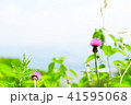 梅雨の晴れ間 41595068