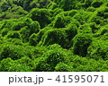 梅雨の晴れ間 41595071