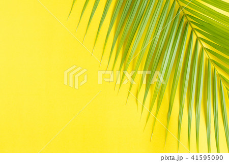 Flat lay photo coconut leaf on yellow background Flat lay photo coconut leaf on yellow background 41595090