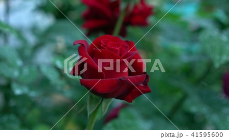 Beautiful flowering bud scarlet rose flowers in the roses garden. Green blurry nature background Beautiful flowering bud scarlet rose flowers in the roses garden. Green blurry nature background 41595600