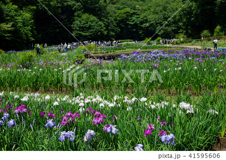 吹上しょうぶ公園 吹上しょうぶ公園 41595606