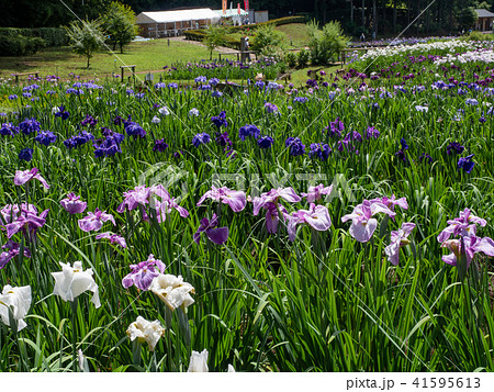 吹上しょうぶ公園 吹上しょうぶ公園 41595613