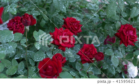 Large bush with blooming red roses in garden Summertime 41595621
