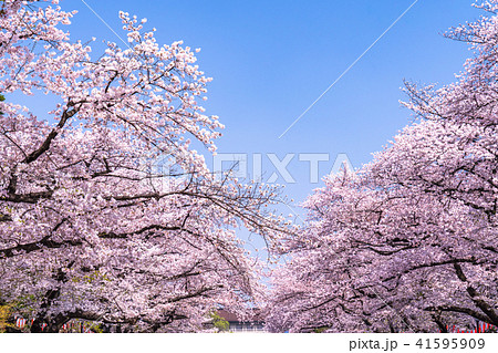 《東京都》上野公園・満開の桜 41595909