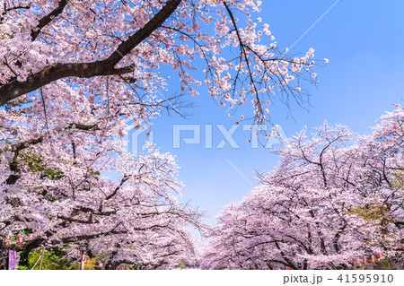 《東京都》上野公園・満開の桜 41595910