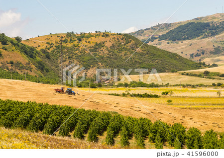 Farmers picking up bales of straw  41596000