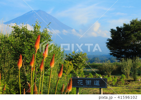 大石公園 富士山とトリトマ 大石公園 富士山とトリトマ 41596102