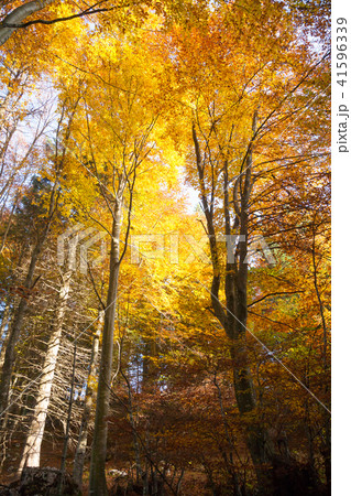 Trees in autumn season background 41596339