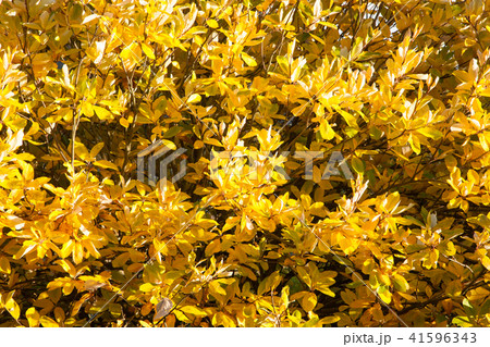 Yellow leaves background 41596343
