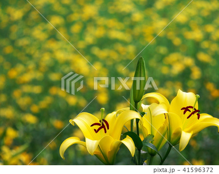 黄色のユリ　ところざわのゆり園 41596372