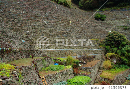 遊子水荷浦の段畑２ 41596373