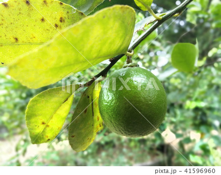 Orange orchard inThailand 41596960