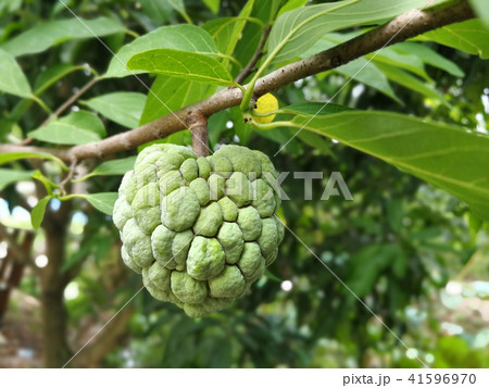 Fresh custard apple growing on tree 41596970