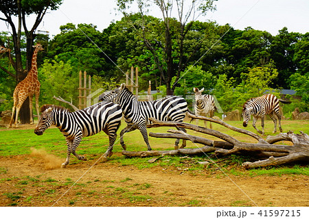 シマウマ 41597215
