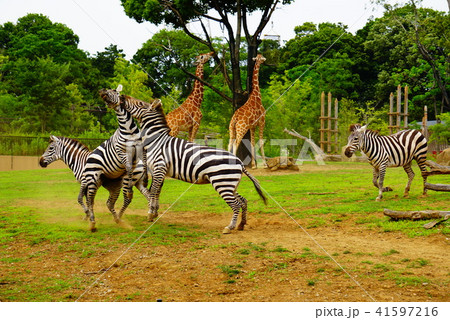 シマウマ 41597216